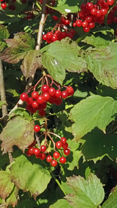 Guelder Rose berries